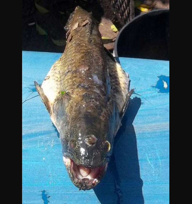 Con cá ba mắt mà ngư dân bắt được tại hồ chứa nước Chorro de Agua Caliente gần nhà máy điện hạt nhân ở Argentina.